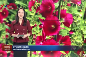 Trưng bày cây cảnh - thú vui tao nhã của người Việt Nam ngày Tết