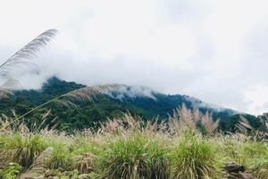 Lên với Trường Sơn