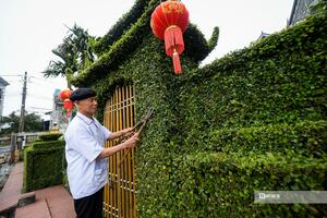 Hà Nội: Ngắm cổng rào “độc nhất vô nhị” bằng cây ô rô 30 năm tuổi