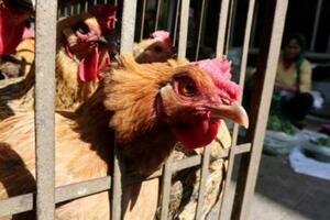Trung Quốc phát hiện ca mắc cúm gia cầm H3N8 ở người đầu tiên trên thế giới