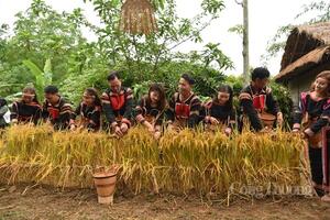 Lễ mừng lúa mới dân tộc Gia Rai