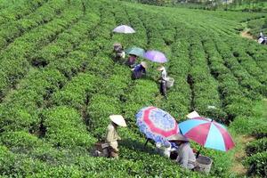 Xây dựng Nghị quyết về phát triển kinh tế-xã hội vùng trung du và miền núi Bắc Bộ