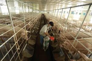 Giá lợn hơi liên tiếp giảm