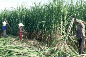 Đồng USD có thể giảm giá trong 6 - 12 tháng tới