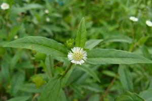 Loại lá "khắc tinh" của gan nhiễm mỡ: Uống vào gan khoẻ, lọc "sạch tưng" chất độc ứ đọng