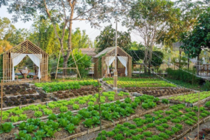 Xuất hiện mô hình đầu tư BĐS nông trại, bỏ ra vài tỉ đồng sở hữu hàng ngàn m2 đất, cho thuê lại hàng chục triệu đồng mỗi tháng?