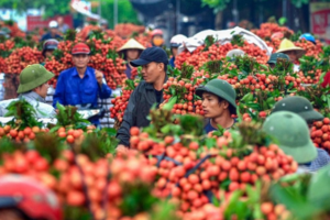 10 tháng năm 2022, xuất khẩu nông lâm thủy sản đạt gần 45 tỷ USD