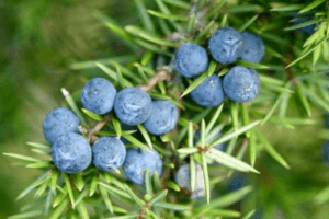 6 công dụng tuyệt vời của quả bách xù với sức khỏe