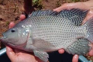 Tại sao các chuyên gia y tế nói rằng ăn nhiều cá rô phi thì cái chết đến nhanh hơn?