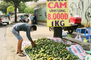 TP HCM: Cam sành rẻ chưa từng có, nhiều điểm bán hàng treo bảng giải cứu