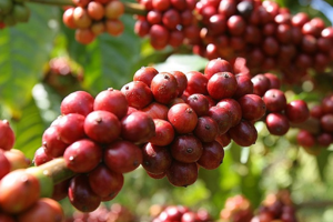 Sản xuất, thương mại nông sản không gây mất rừng của EC: Mặt hàng nào sẽ chịu tác động?