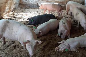 Thịt heo nhập khẩu có là nguyên nhân kéo tụt giá tại thị trường trong nước?