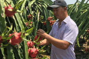 Xuất khẩu chính ngạch sang thị trường Trung Quốc: Doanh nghiệp kỳ vọng