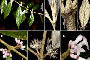 Vườn Quốc Gia Vũ Quang - Hà Tĩnh công bố với thế giới 2 loài thực vật mới