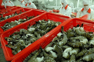 Nhu cầu nhập khẩu tôm dự kiến tích cực hơn từ quý II/2023