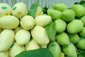 Việt Nam là thị trường cung cấp xoài lớn thứ 3 cho Hàn Quốc