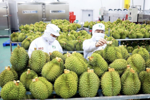 Ngành rau, quả: Hướng đến kim ngạch xuất khẩu 4 tỷ USD