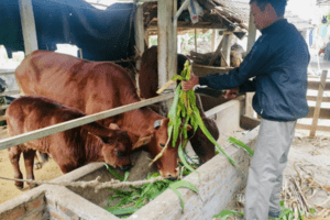 Hà Nội tiếp tục dành các nguồn lực để xóa đói giảm nghèo bền vững