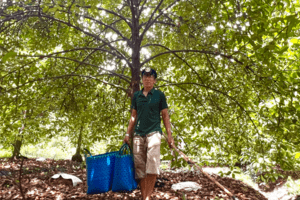 Nhiều người ở Bình Dương trúng đậm nhờ măng cụt gây sốt mạng xã hội