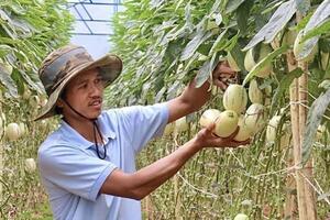 Phát sốt với dưa hấu tí hon 10 mùi trồng ở Đà Lạt, đắt hàng như tôm tươi