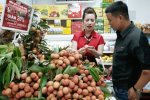 Gần 100 tấn vải thiều xuất ngoại chỉ trong 5 ngày