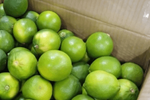 Chanh không hạt Việt Nam chiếm lĩnh thị trường Vùng Vịnh