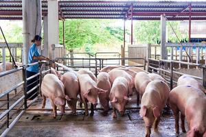 Giá lợn hơi tăng mạnh, dân dè dặt tái đàn