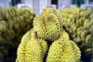 Xuất khẩu sầu riêng Thái Lan sang Trung Quốc tăng vọt nhờ giao thông