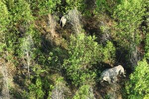 Đưa công nghệ AI vào giám sát voi rừng tại Vườn Quốc gia Cát Tiên