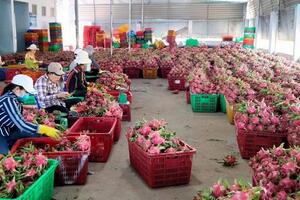 Xuất khẩu rau quả tăng, hướng tới mục tiêu 5 tỷ USD