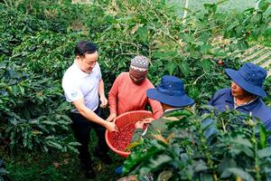 Dự án Café-REDD hình thành hệ sinh thái nông nghiệp số bền vững
