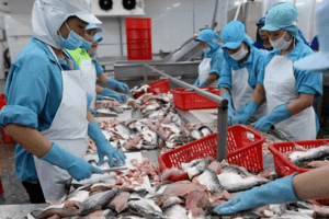 Xuất khẩu thủy sản: Nửa cuối năm sẽ có nhiều thuận lợi