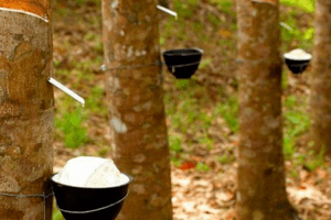 Cao su Phước Hòa (PHR) báo lãi quý 2 cao gấp 2,3 lần cùng kỳ năm trước