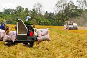 Cơ hội xuất khẩu gạo và những cảnh báo cần thiết cho doanh nghiệp Việt Nam