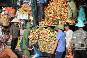 Bắc Giang đạt mức doanh thu 6.800 tỷ đồng từ vụ vải thiều năm 2023