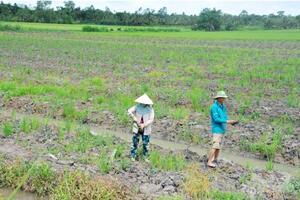 Cần Thơ lập kế hoạch chuyển đổi cơ cấu đất sản xuất lúa kém hiệu quả