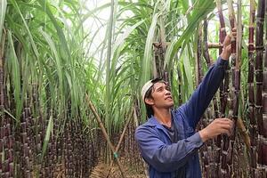 Áp thuế tiêu thụ đặc biệt đối với nước giải khát có đường vẫn còn nhiều tranh luận