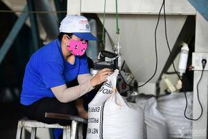 Việt Nam nắm quyền chủ động, giá gạo xuất khẩu có thể đạt 1.000 USD/tấn