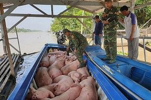 Ngăn chặn, xử nghiêm các đối tượng buôn lậu lợn qua biên giới