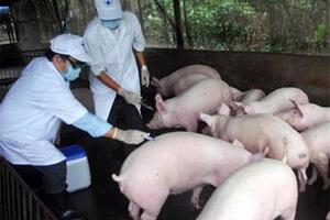 Cung ứng 2 triệu liều vaccine phòng bệnh dịch tả lợn châu Phi sang Philippines và Indonesia