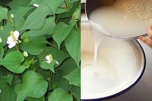 Trị ho tại nhà cho trẻ từ một  bài thuốc dân gian