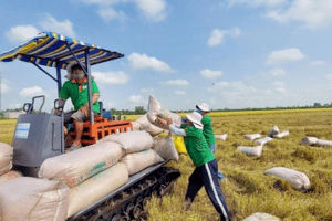 Cơ hội xuất khẩu gạo không thể bỏ lỡ