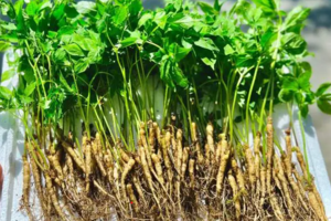 Chuyên gia nói gì về trào lưu ăn nhân sâm mầm thay rau để cải thiện sức khỏe?