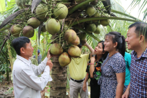 Giá dừa tăng gấp 3 sau thông tin được xuất khẩu Mỹ