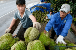 Giá sầu riêng cao ngất ngưởng, nhiễu loạn giá chốt vườn