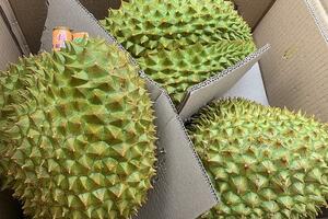 Xuất khẩu sầu riêng sang Trung Quốc, cách nào để chắc chân thị trường?