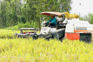 Thị trường lúa gạo rộng đường “tăng tốc”