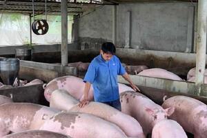 Người nuôi e ngại tái đàn, liệu có thiếu thịt heo vào cuối năm?