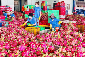 Nguyên nhân khiến thanh long Việt “đi lùi”?