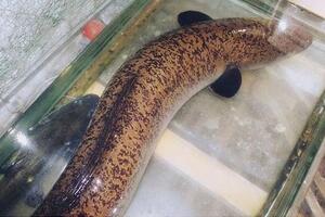Loài cá “quý hiếm” có thể dài tới 2 mét, được các đại gia săn lùng ráo riết vì ngon, giá bán 1.100.000 đồng/kg vẫn khó mua được